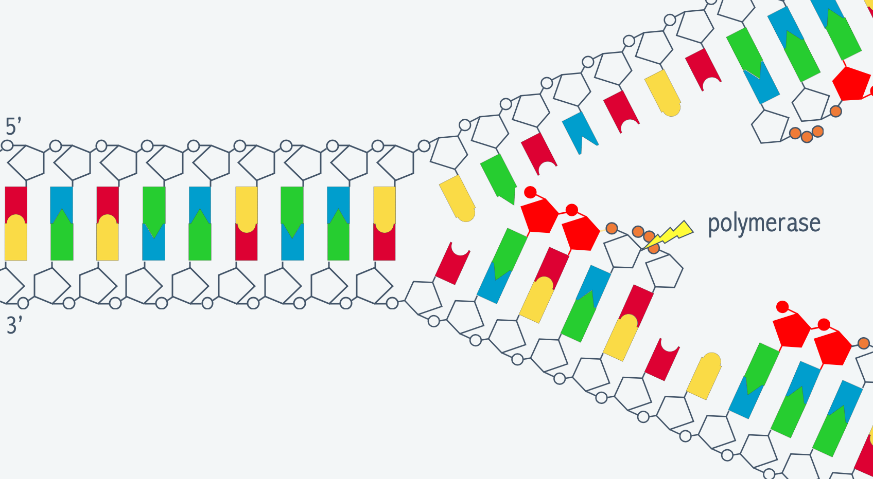 Dna Replicatie Biojuf