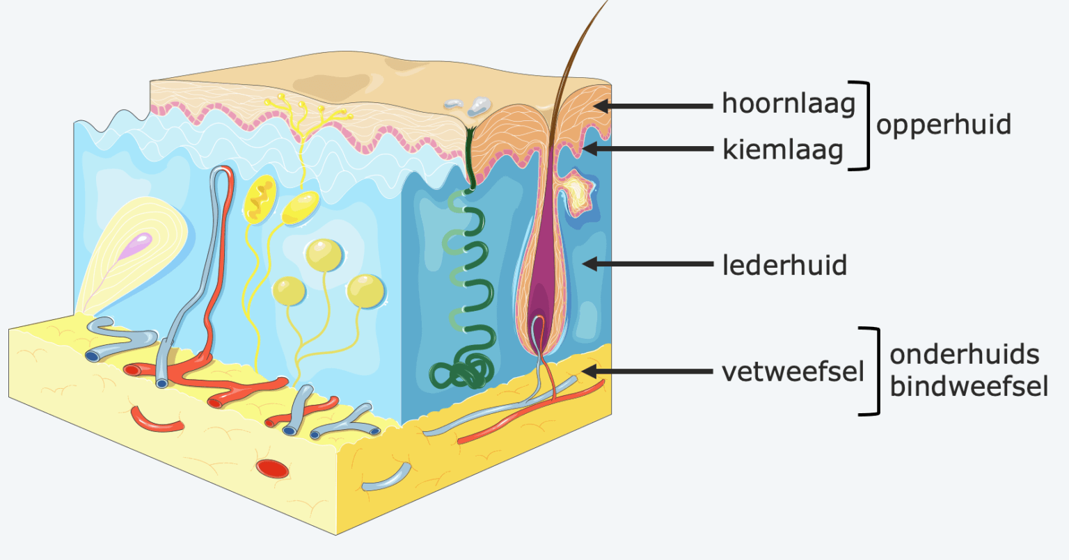 Huid – Biojuf