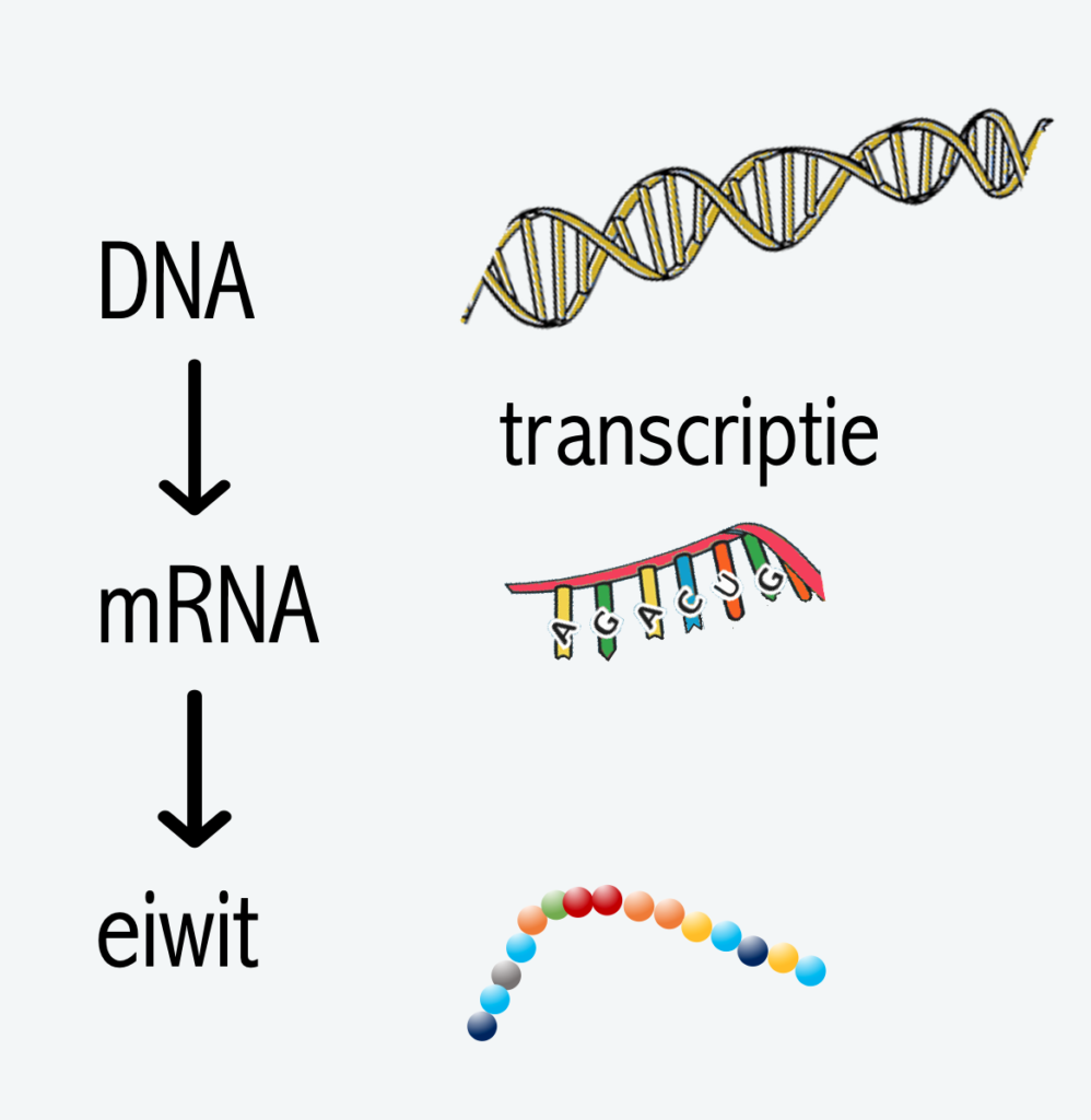 Maken van eiwitten Biojuf