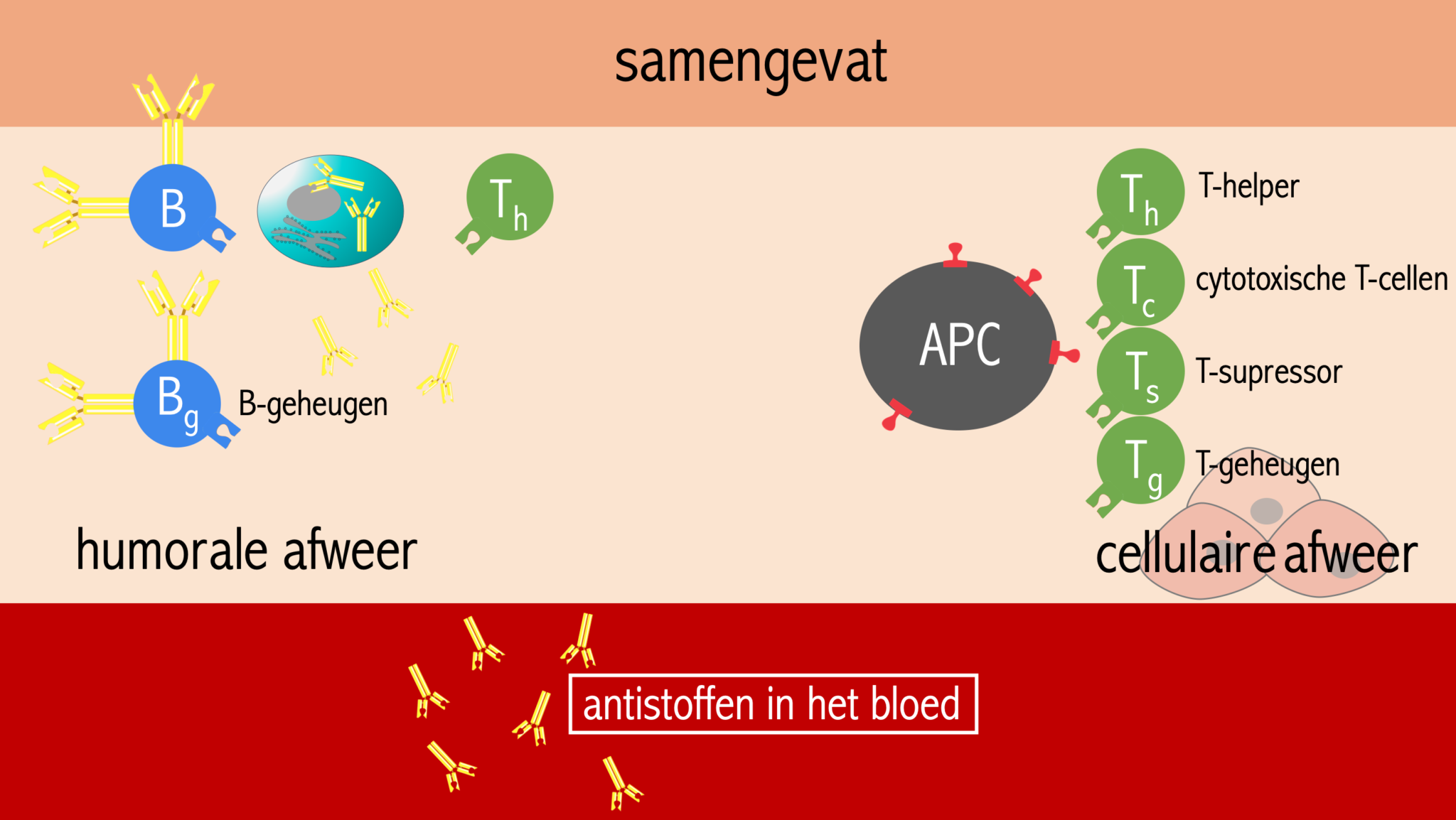 Afweersysteem – Biojuf