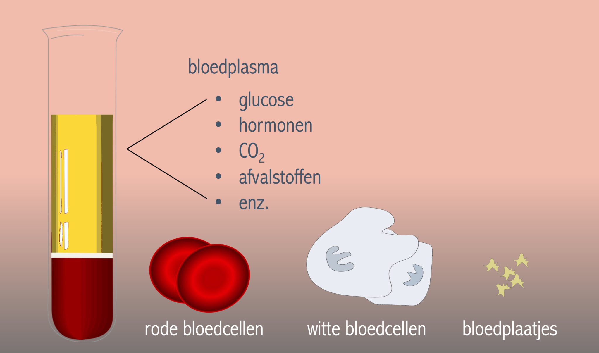 Samenstelling Bloed – Biojuf