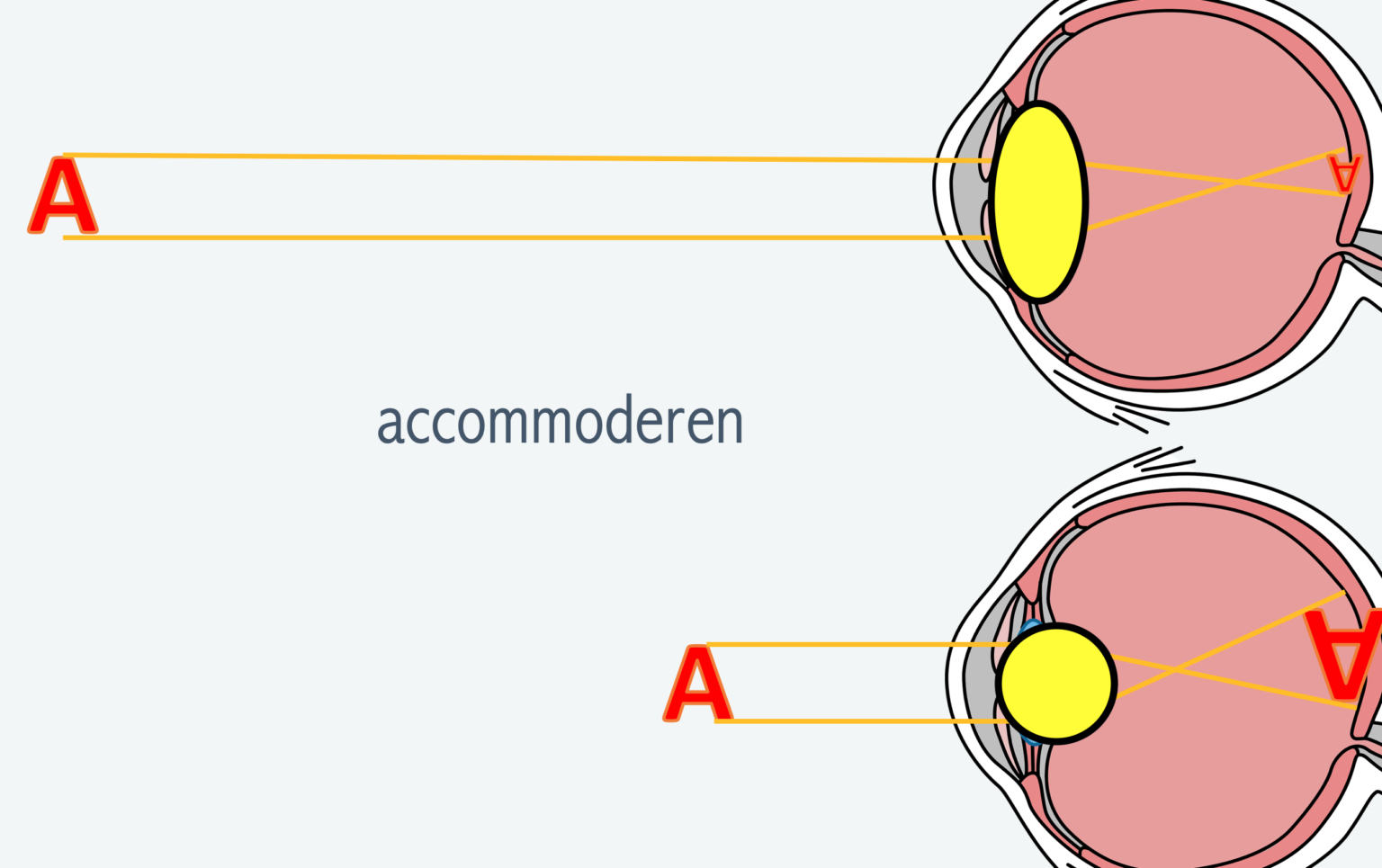 Zien – Biojuf