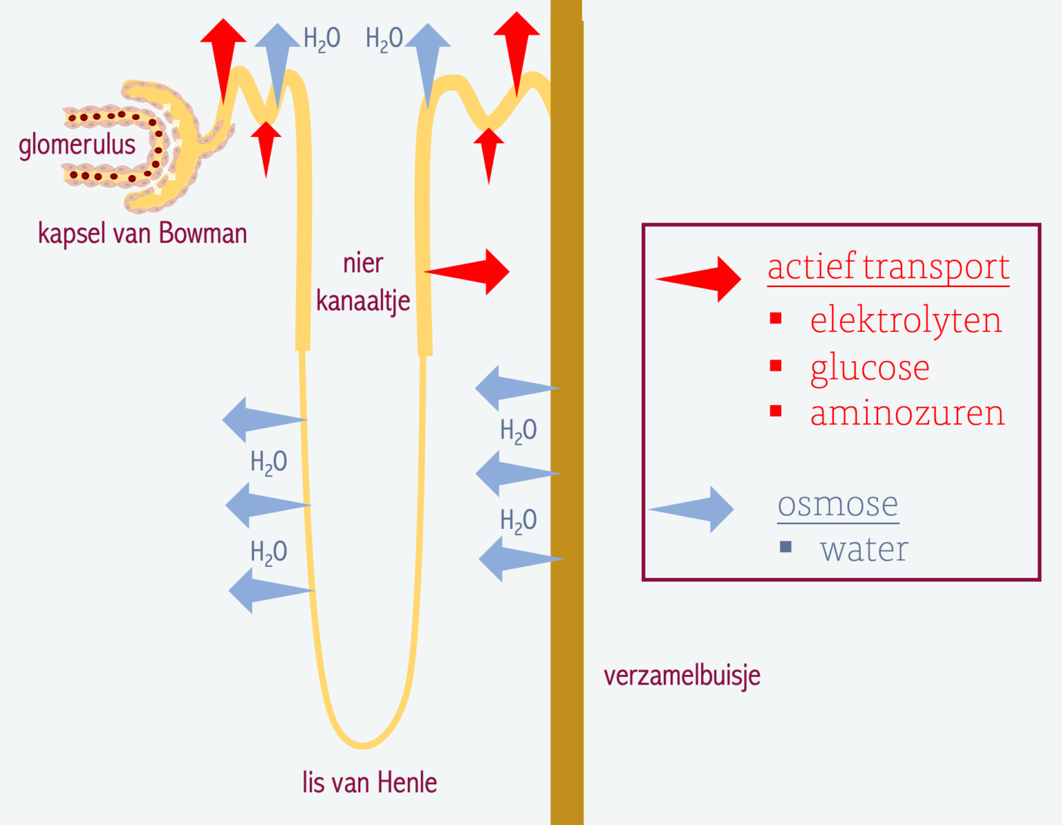 Uitscheiding, nieren – Biojuf