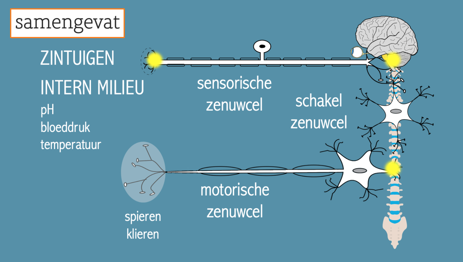 Zenuwstelsel – Biojuf