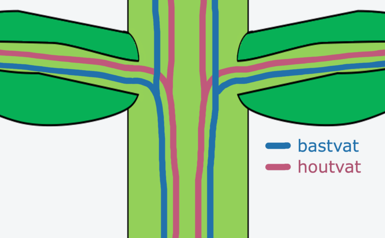 Transport in een plant – Biojuf