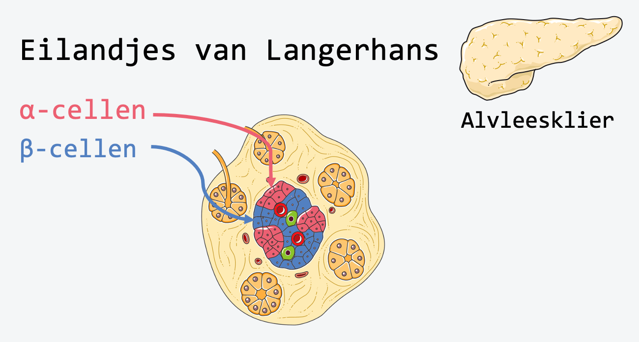 Insuline en glucagon – Biojuf