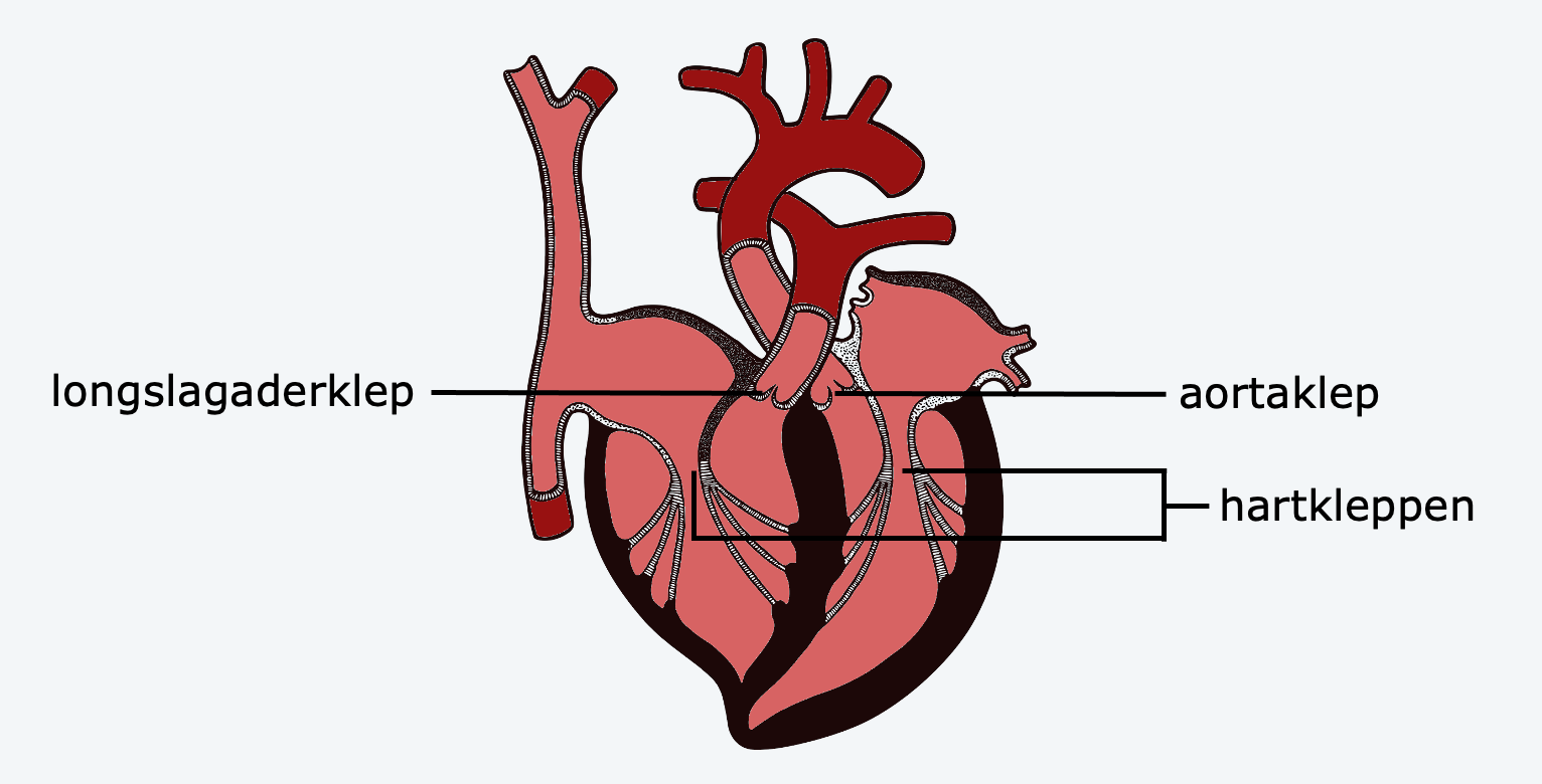 Hartkleppen – Biojuf