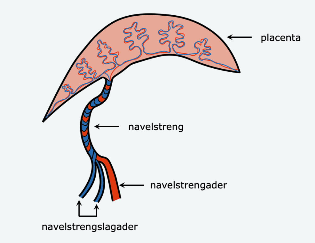 Foetale bloedsomloop – Biojuf