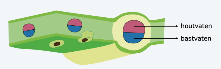 Transport In Een Plant Biojuf