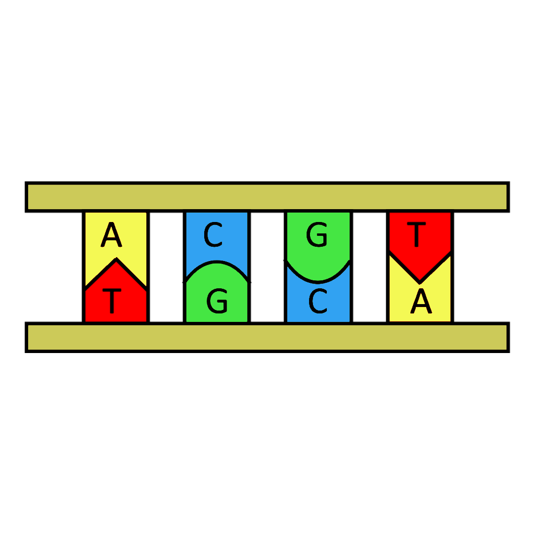 DNA structuur Biojuf