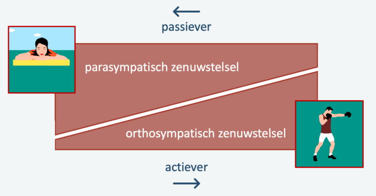 Zenuwstelsel – Biojuf