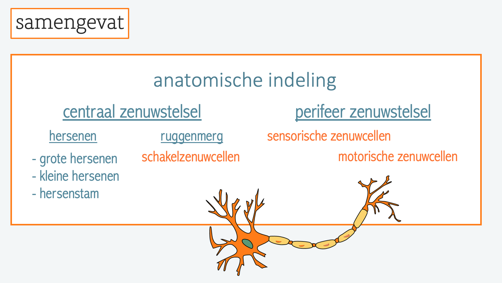 Zenuwstelsel – Biojuf