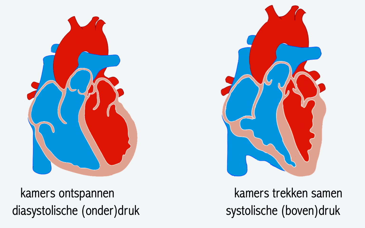 Bloeddruk Biojuf