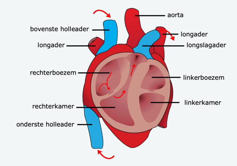 Anatomie hart – Biojuf