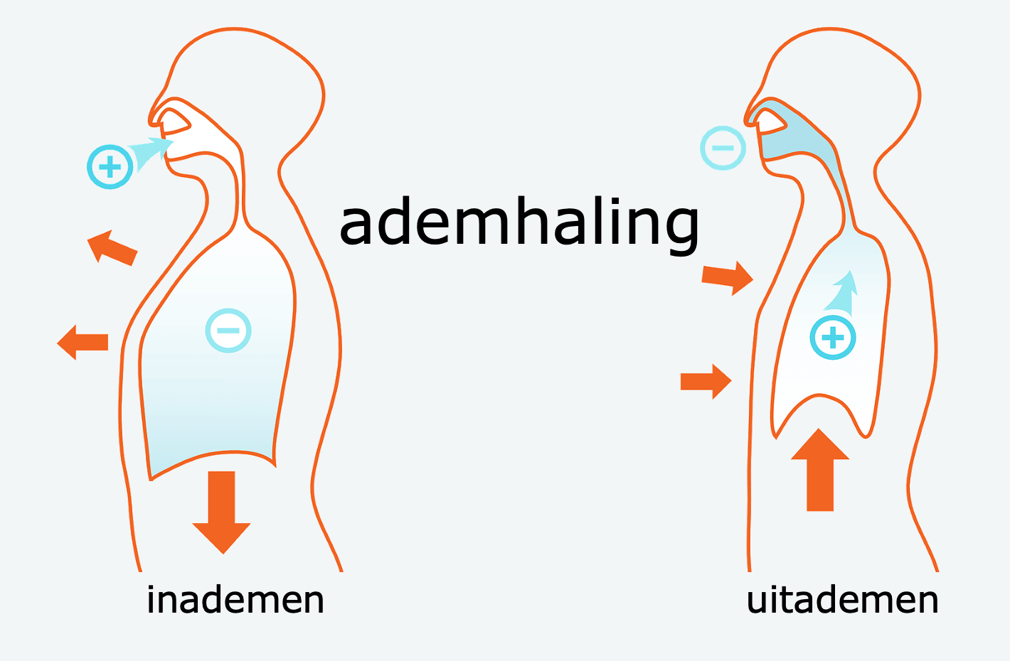 Uitscheiding, de longen Biojuf