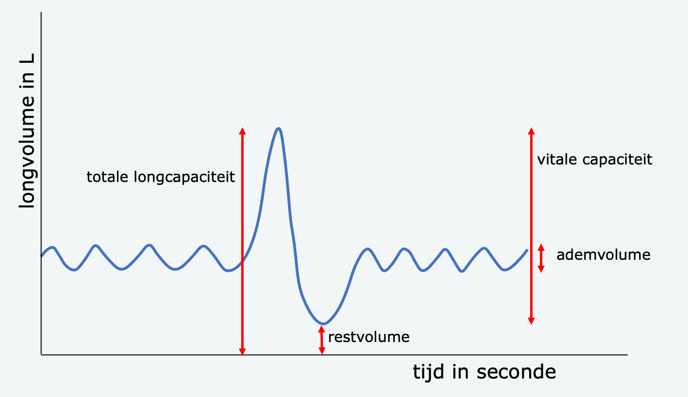 Uitscheiding, de longen – Biojuf