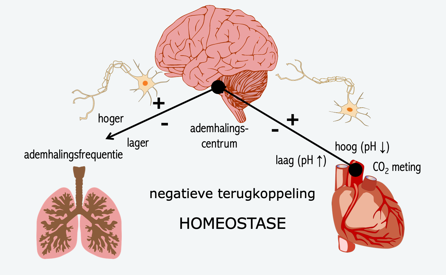 Uitscheiding, de longen – Biojuf